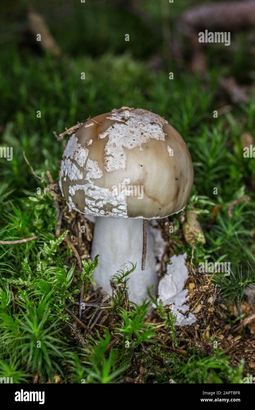 speckled toadstool in moss Stock Photo