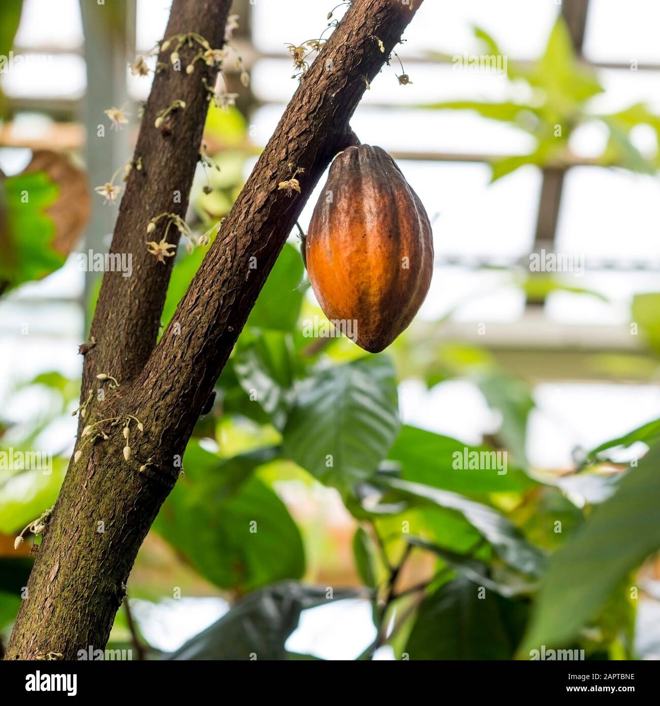 A single cocoa fruit on a tree trunk among empty flowers without an