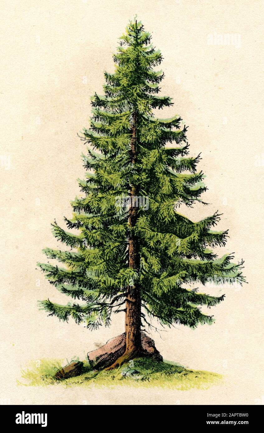 Norway spruce, European spruce Picea abies,  (botany book, ) Stock Photo