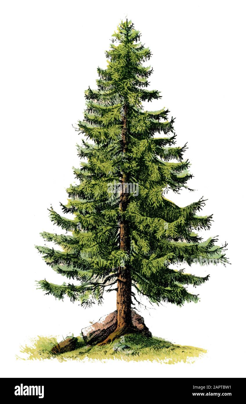 Norway spruce, European spruce Picea abies,  (botany book, ) Stock Photo
