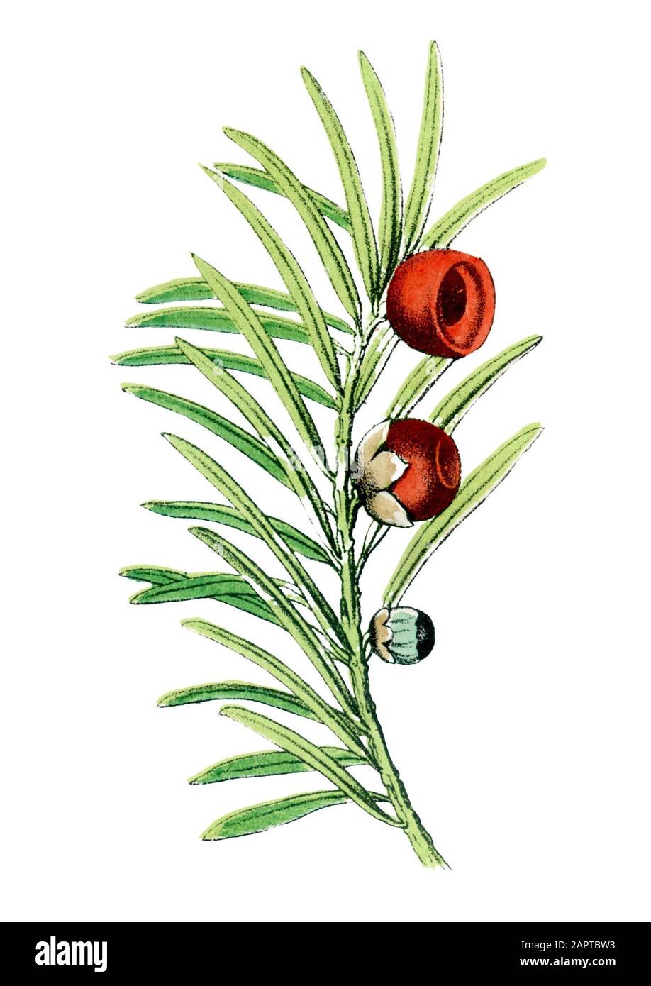 Taxus baccata, common yew, European yew Taxus baccata,  (botany book, ) Stock Photo