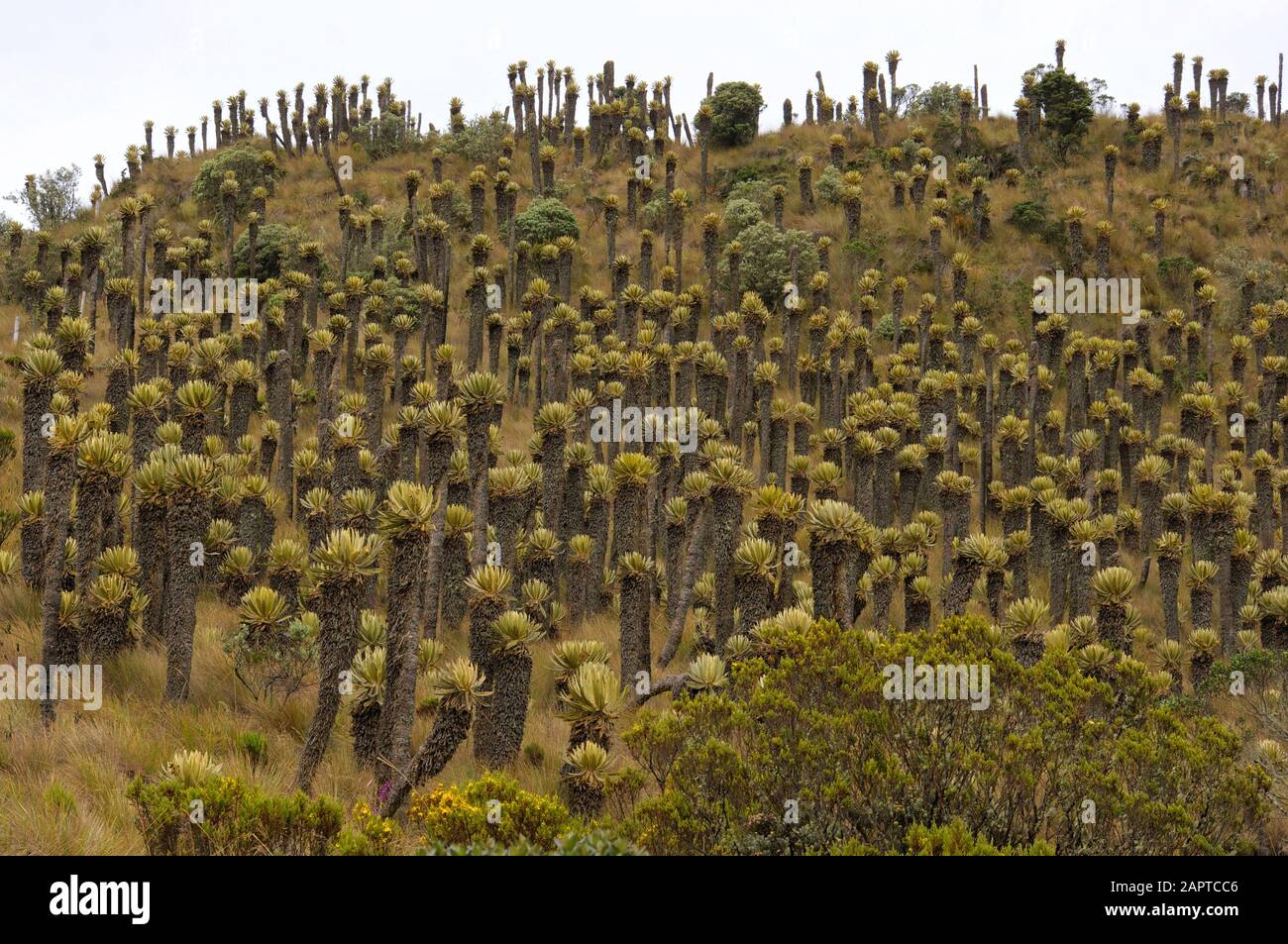 Frailejones Paramo Ecosystem Colombia Stock Photo