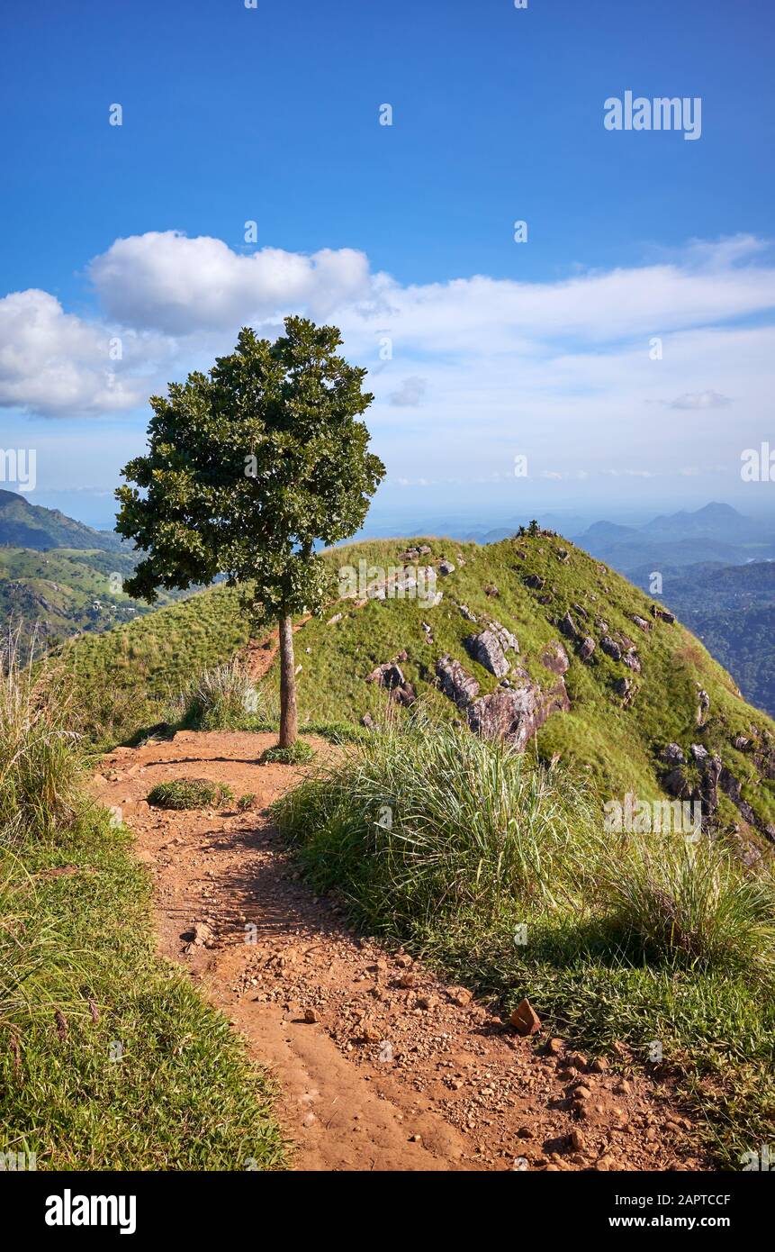 Tree at the Little Adams Peak on a sunny day, Sri Lanka. Stock Photo