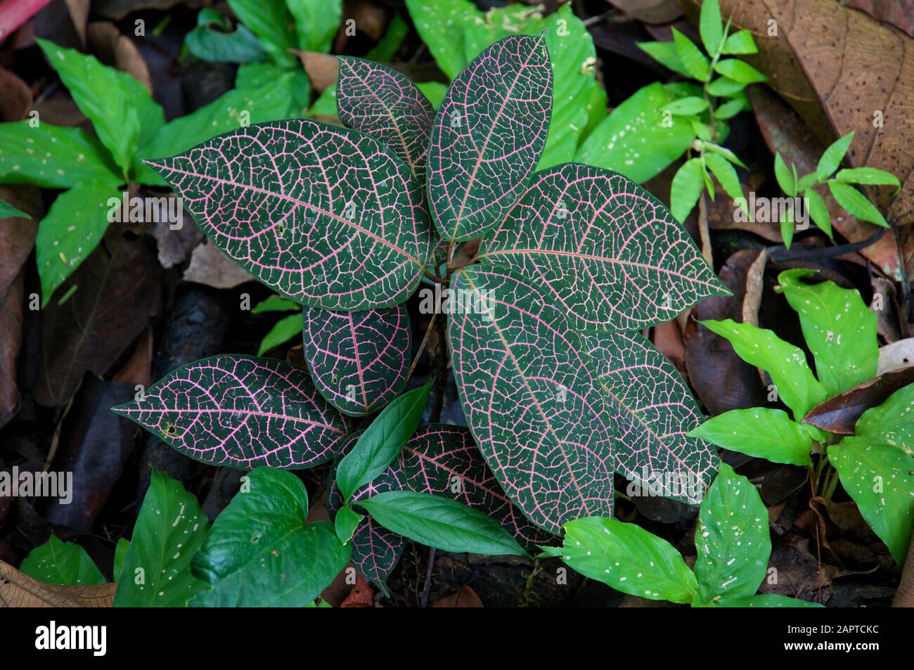 Pink Plant in Amazon Stock Photo