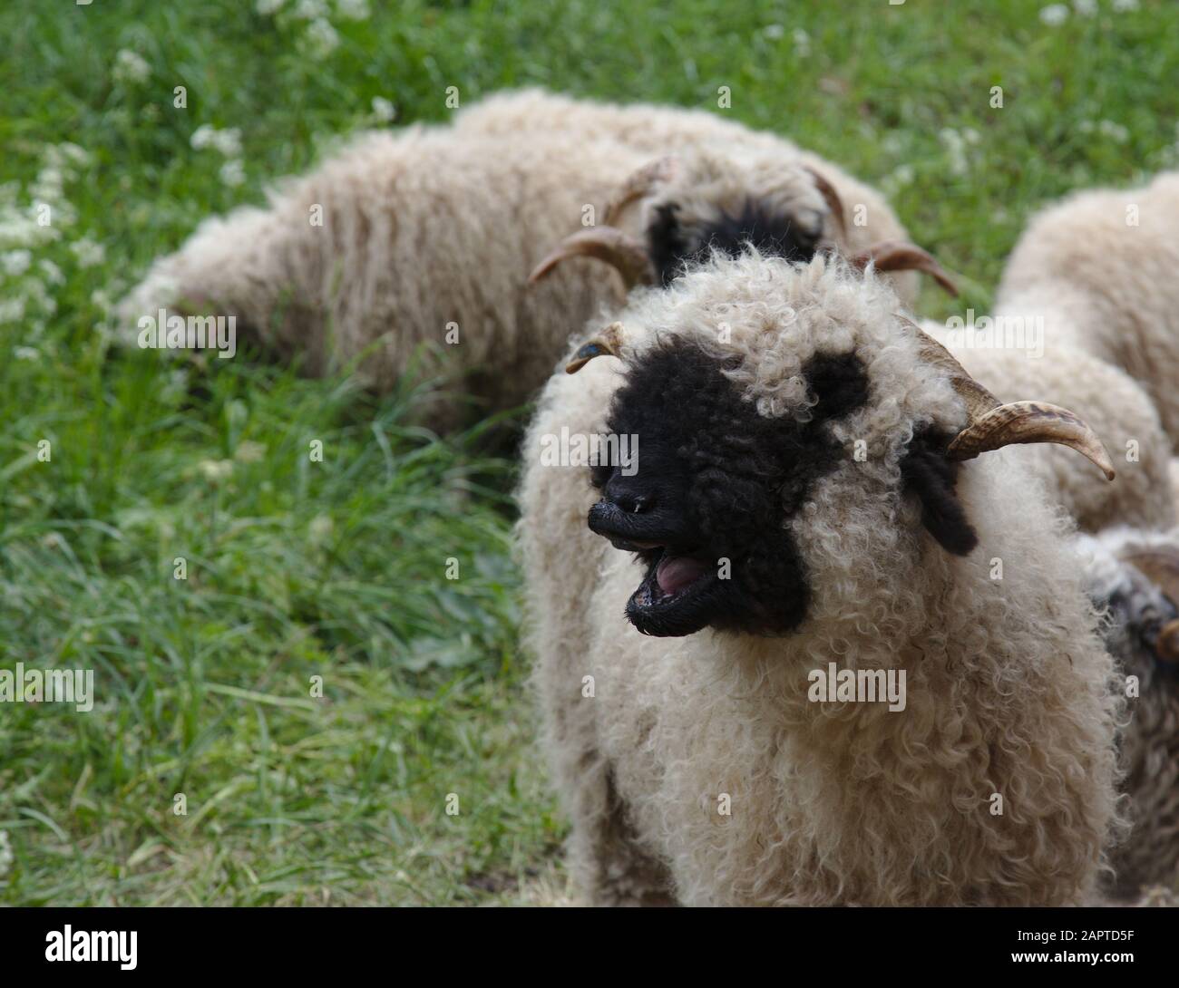 A Valais Blacknose Sheep yawning, shot in Zermatt, Switzerland Stock ...