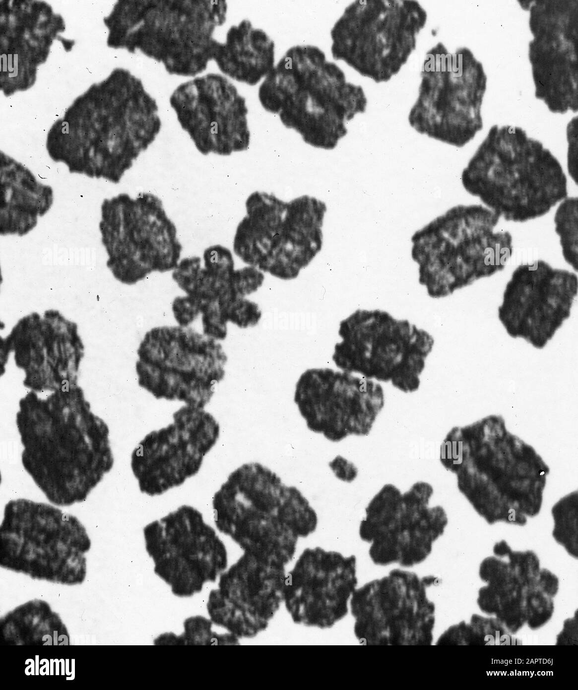 Rectangular Insect Droppings insects, droppings, nonbutterfly Date: undated Keywords: insects ...