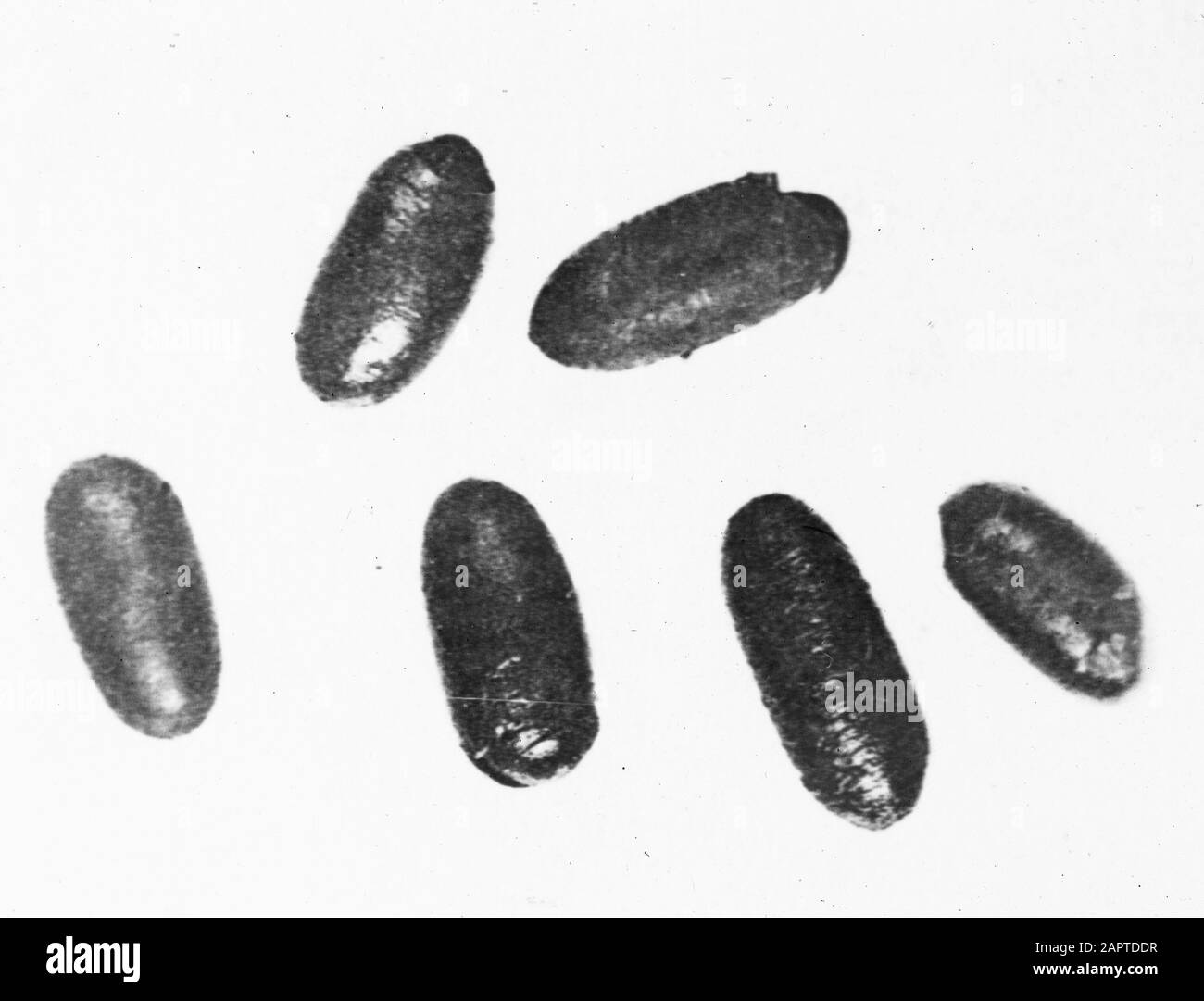 Life cycle of insects Cut Out Stock Images & Pictures - Alamy