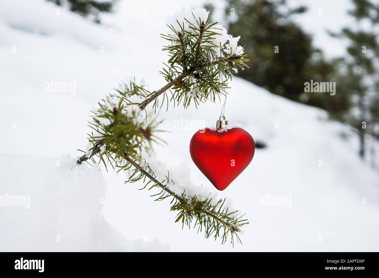Red heart shaped Christmas ornament hangs on the branch of a snow covered tiny evergreen tree Stock Photo