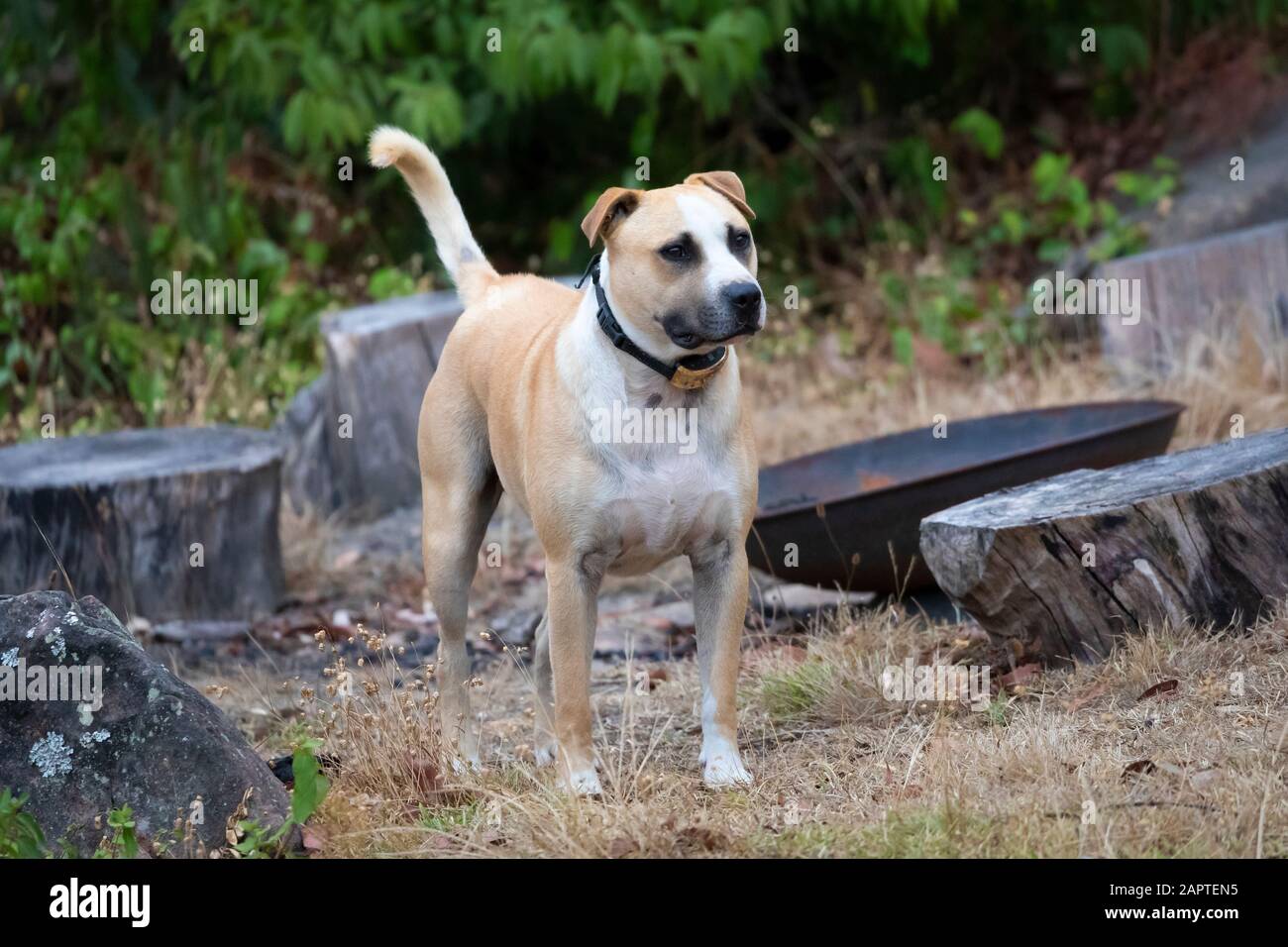 A Brown And White Short Haired Dog In A Garden Stock Photo