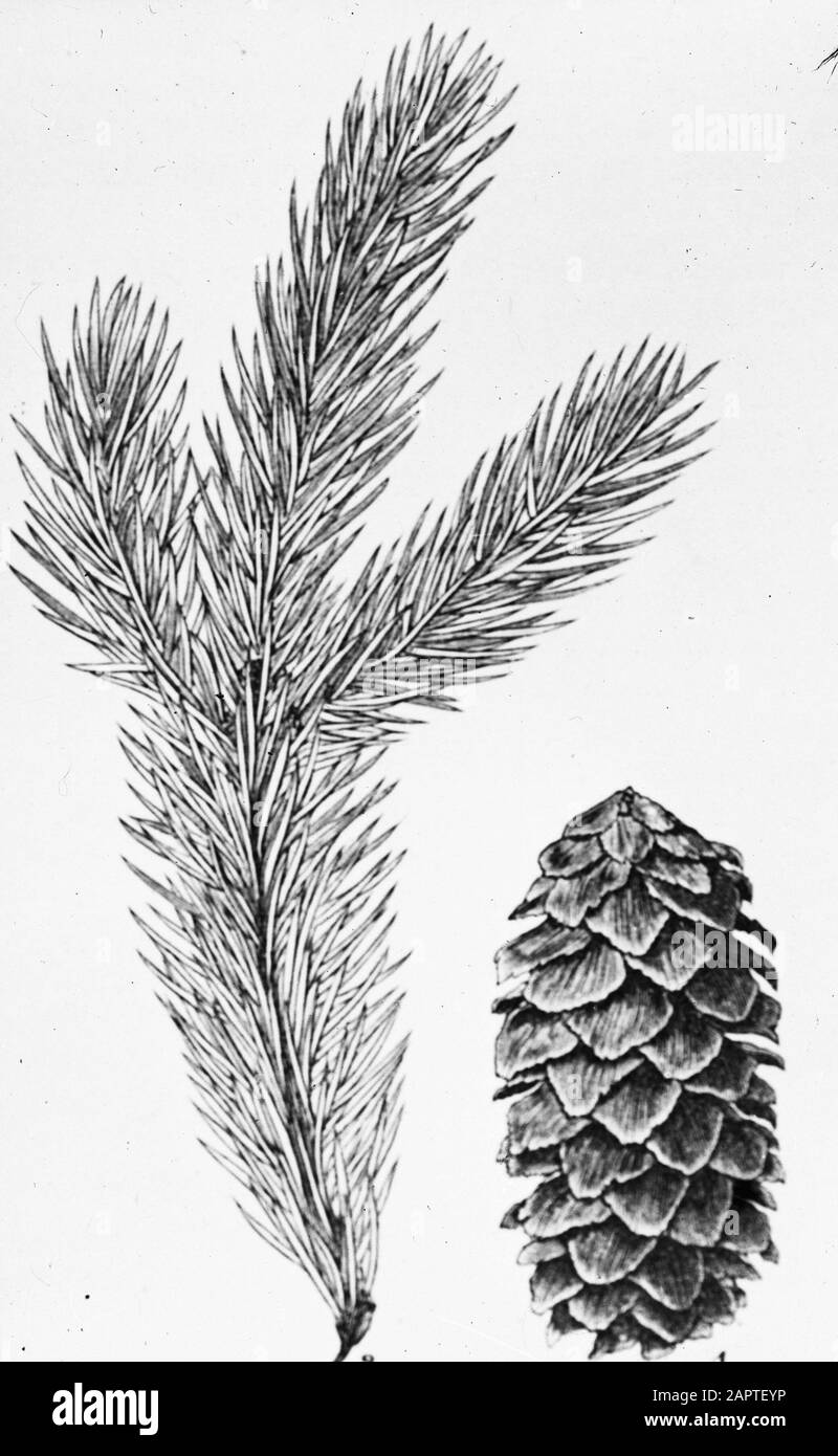 drawing//Date: undated Keywords: trees, forests, botanical, avenues, coniferous wood Personal name: picea engelmannii Stock Photo