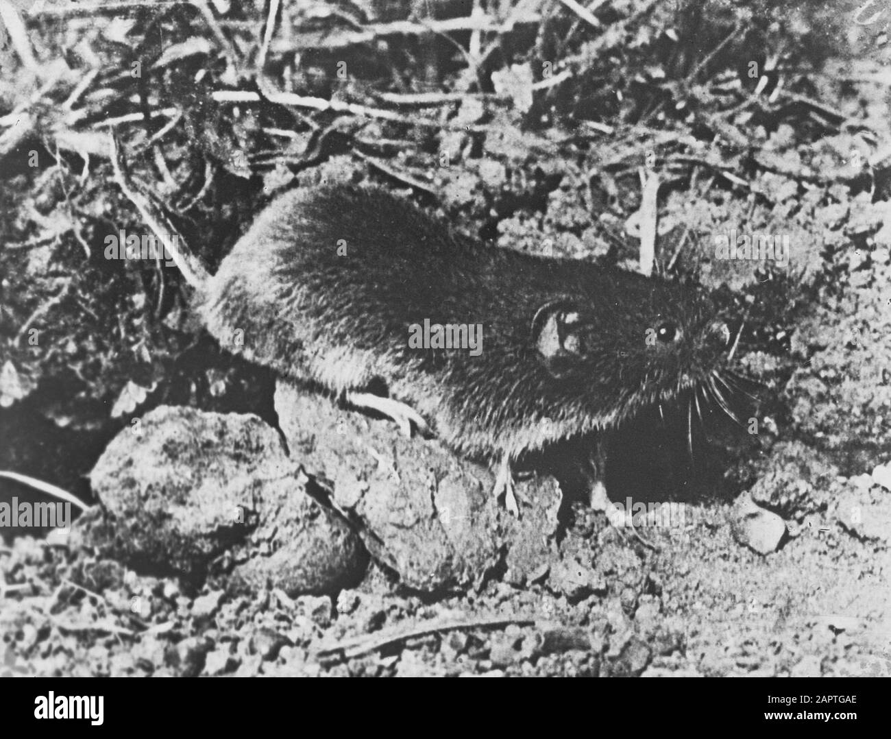 mammals, field mouse Date undated Keywords mammals Personal name