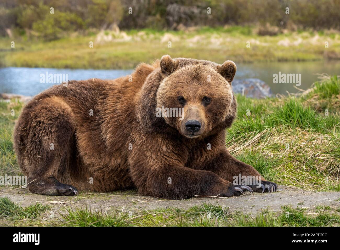 Brown bear (Ursus arctos) sow lying down on grass and looking at the camera, Alaska Wildlife Conservation Centre, South-central Alaska Stock Photo