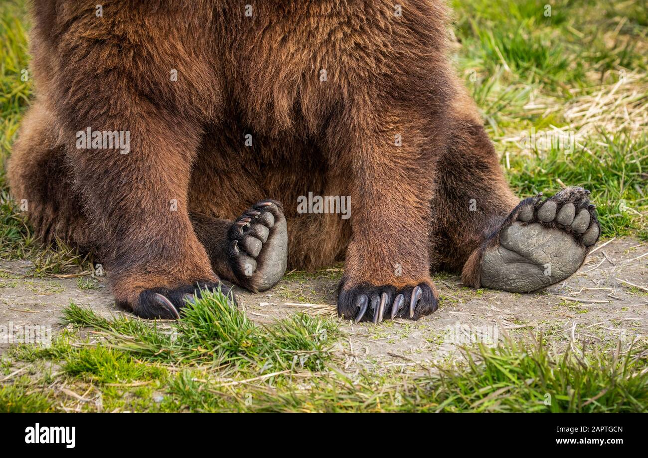 Brown bear (Ursus arctos) sow sitting on grass showing large paws