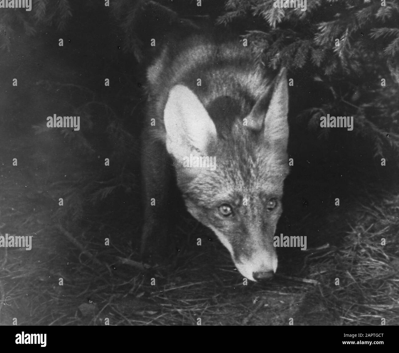 mammals, fox Date undated Keywords mammals Personal name fox Stock