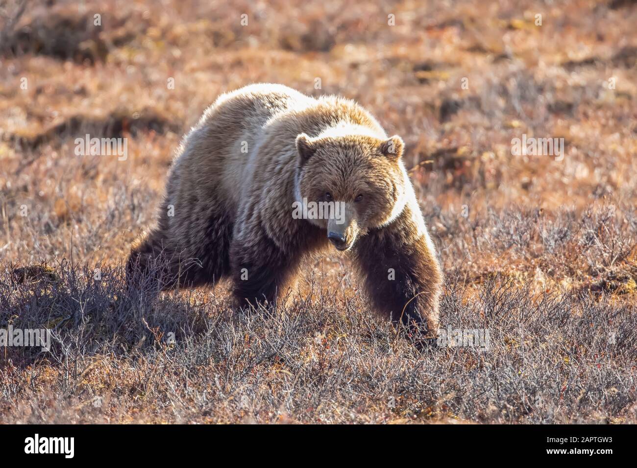 A Grizzly bear (Ursus arctos horribilis) struts towards the photographer's car, Interior Alaska, Denali National Park and Preserve Stock Photo