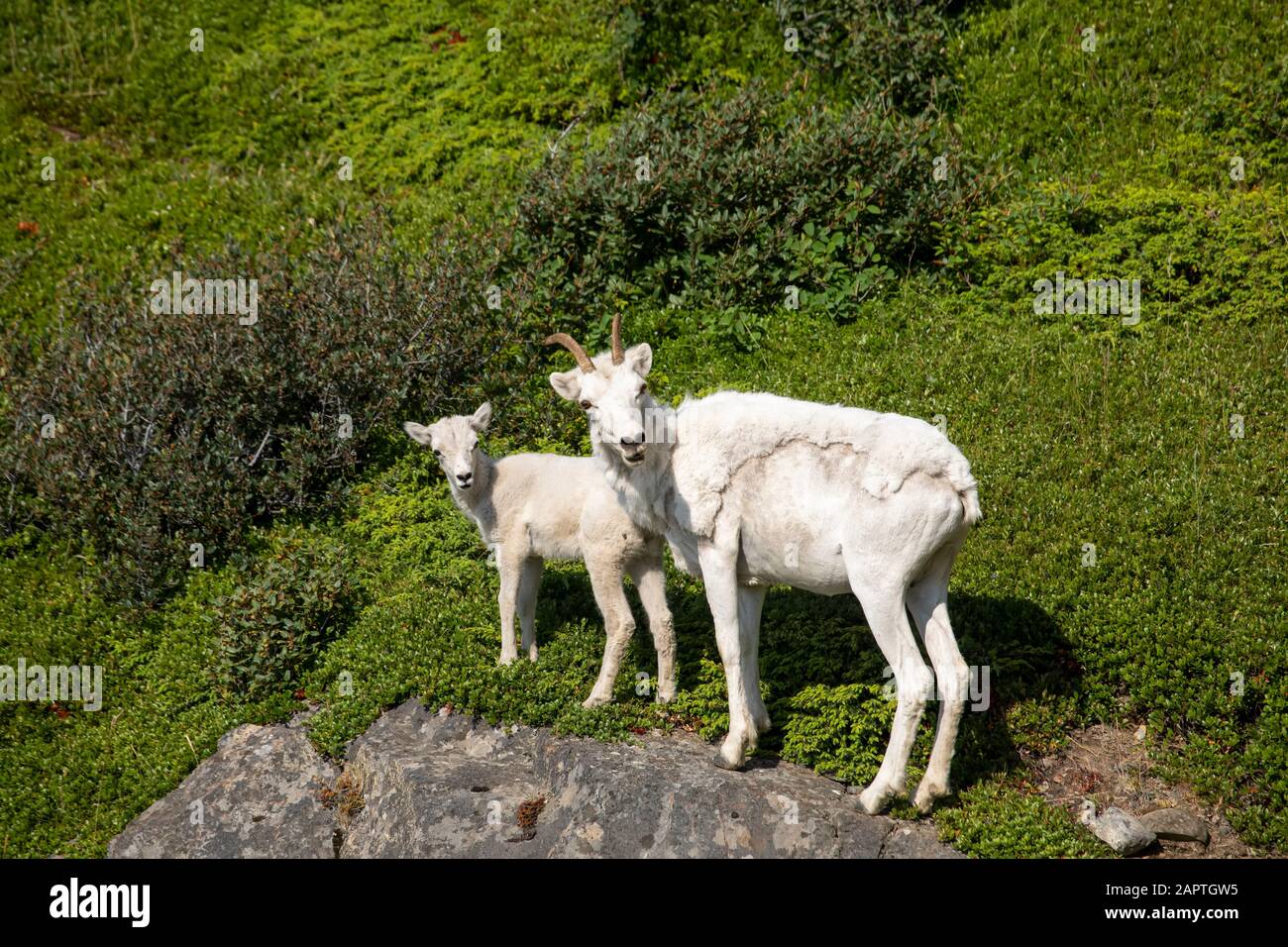 Dall sheep ewe and lamb (Ovis dalli) in the Windy Point area near the ...