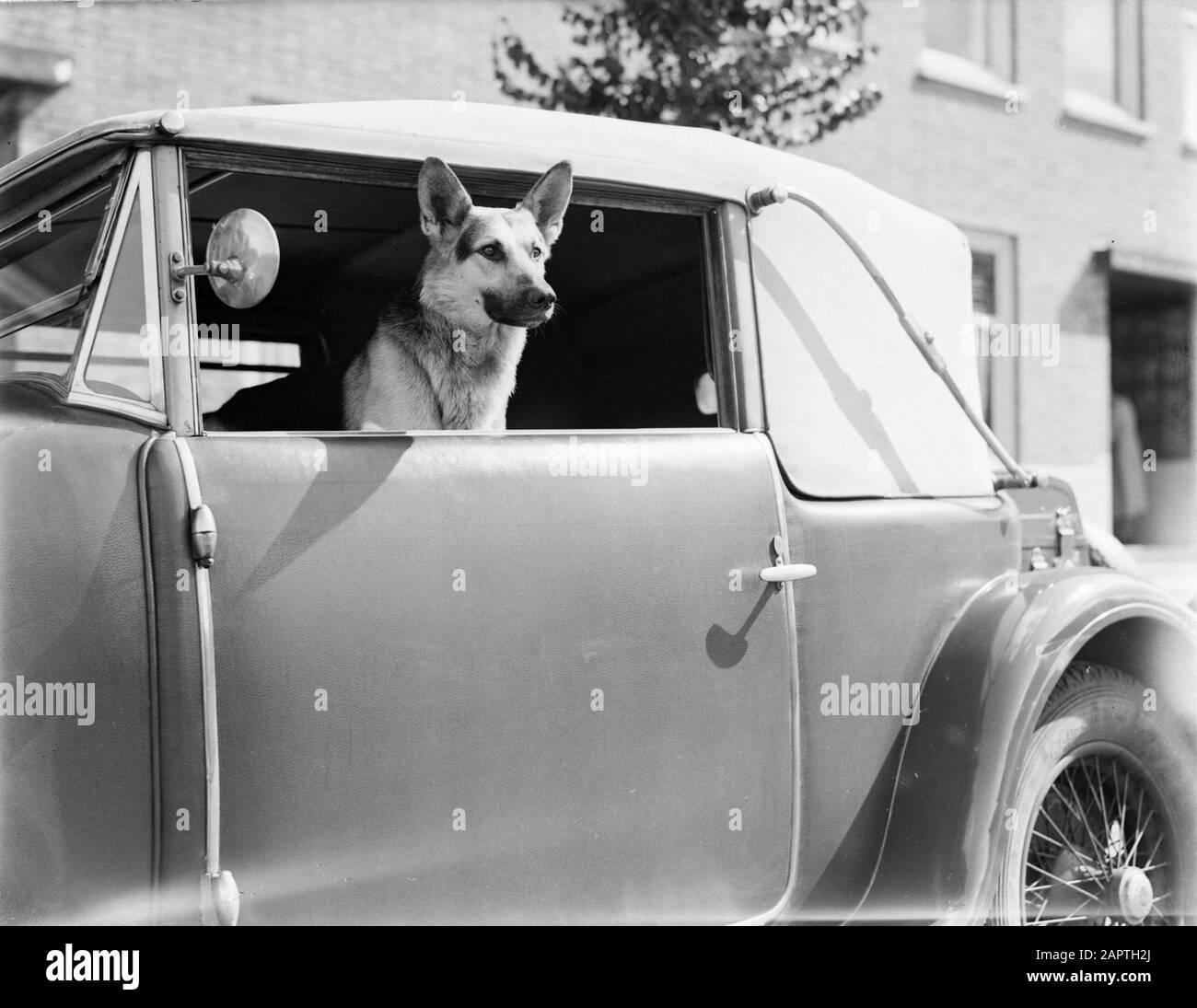 Shepherd dog Herta sits in the car and looks outside Date: 1934 Keywords: cars, dogs Stock Photo