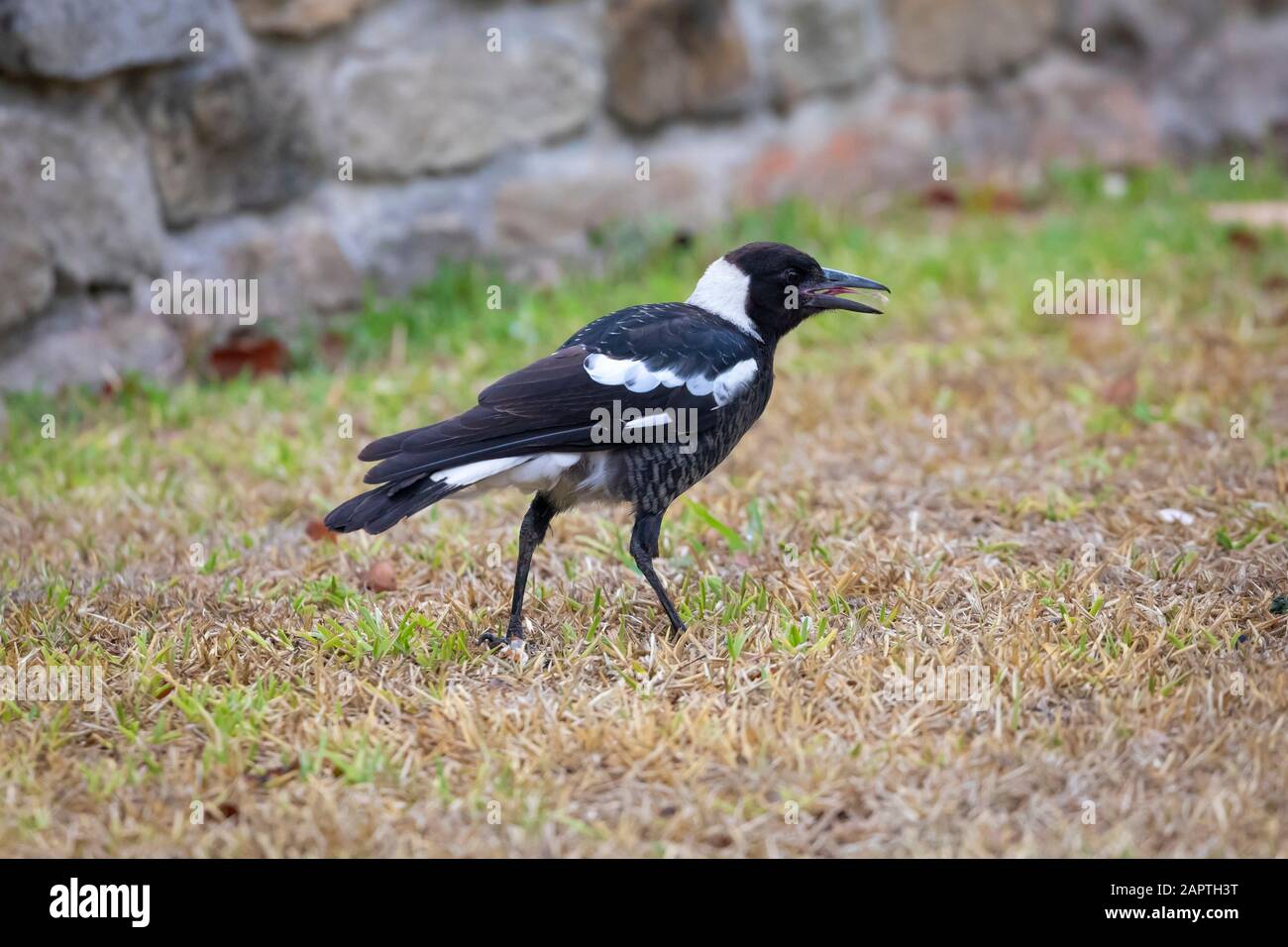 Juvenile Murray Magpie bird in a suburban front yard Stock Photo - Alamy