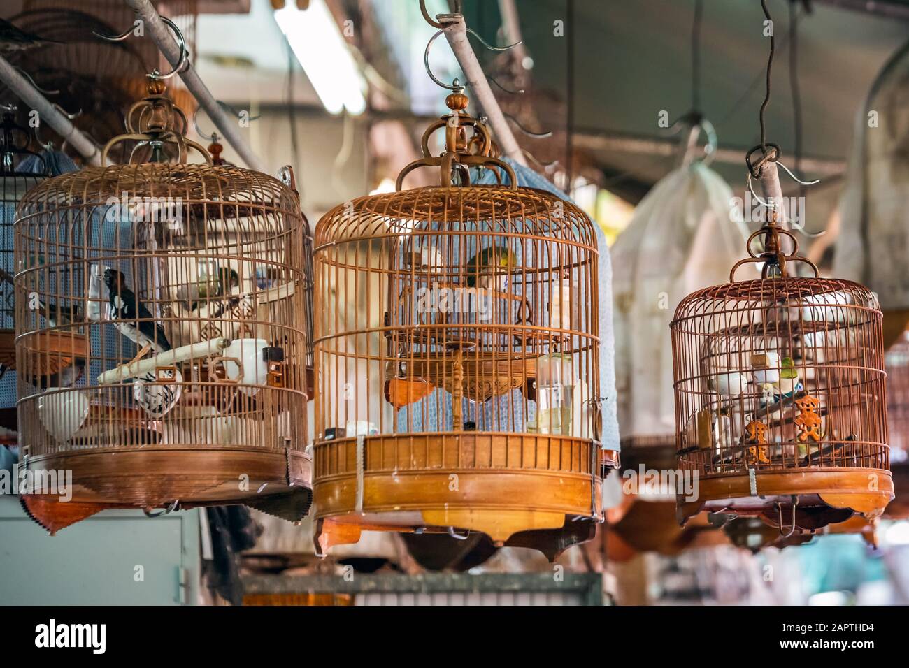 Birds in cages for sale at Birds market, Kowloon Hong Kong, popular