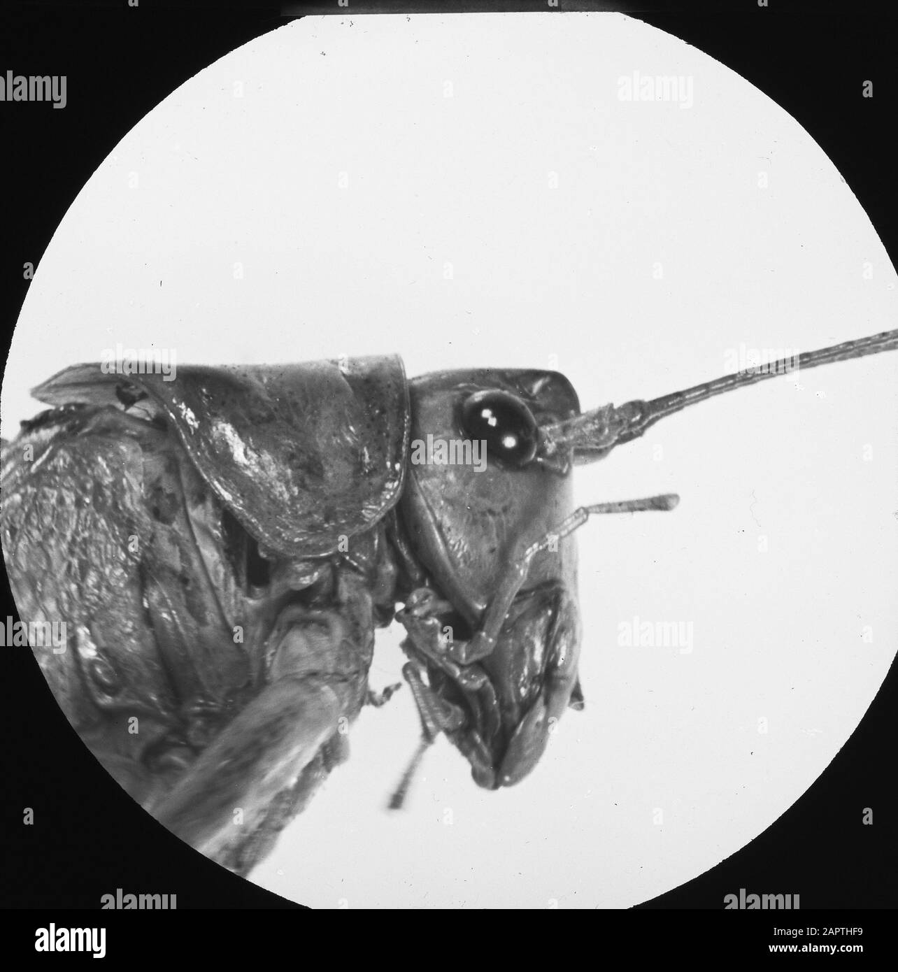 [Microscope recording head grasshopper] Stock Photo - Alamy