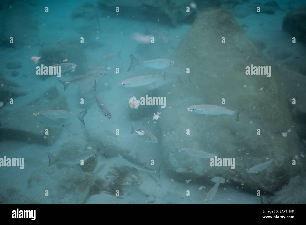 shool of fish underwater in the sea eating some bread Stock Photo