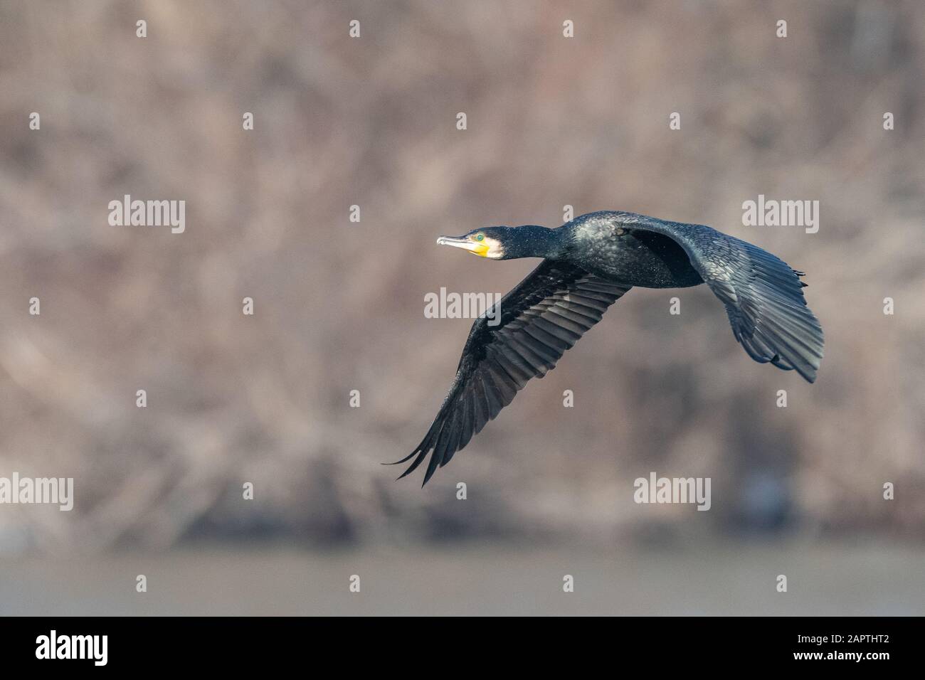 Great Cormorant Stock Photo
