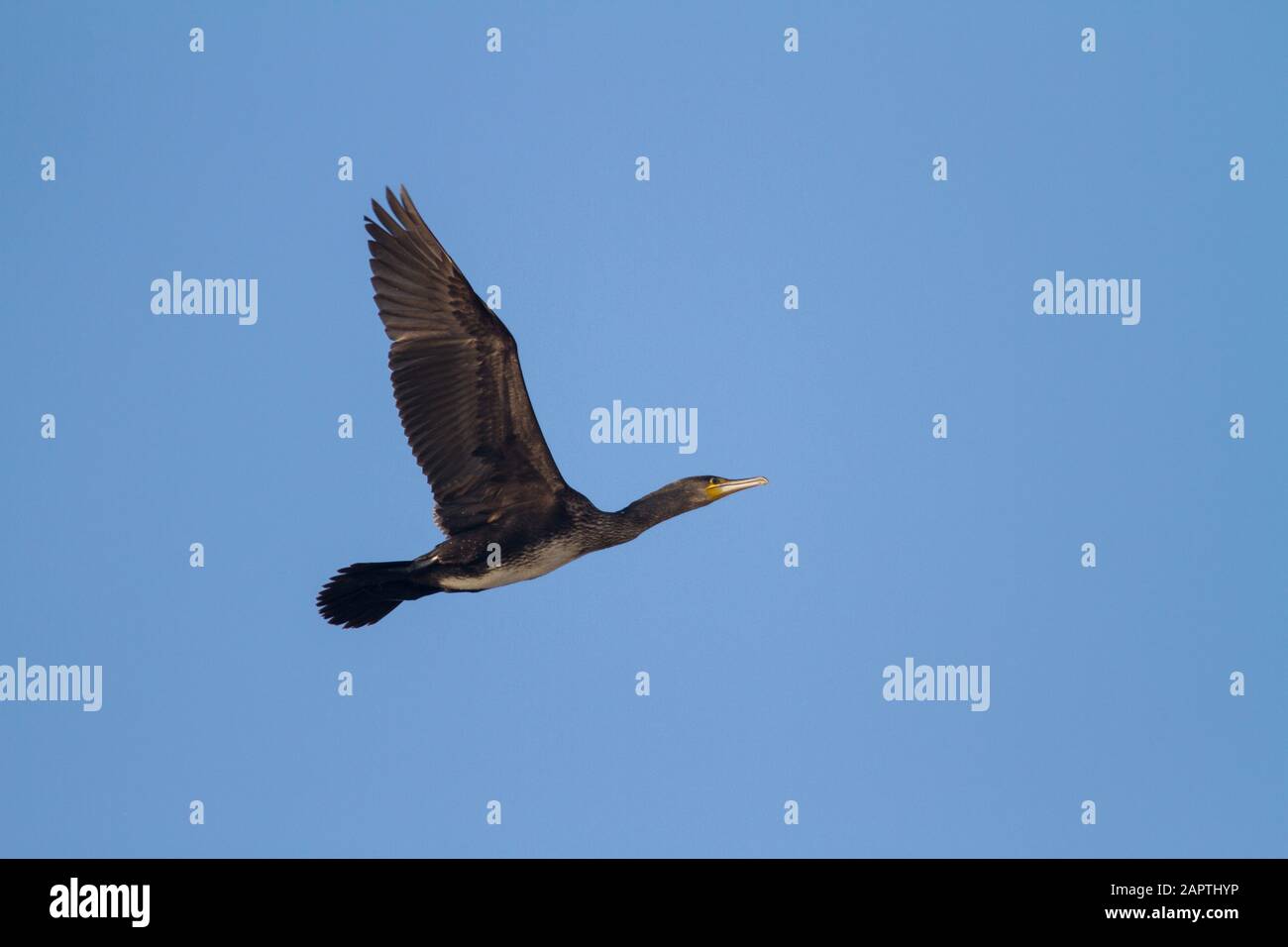 Great Cormorant Stock Photo
