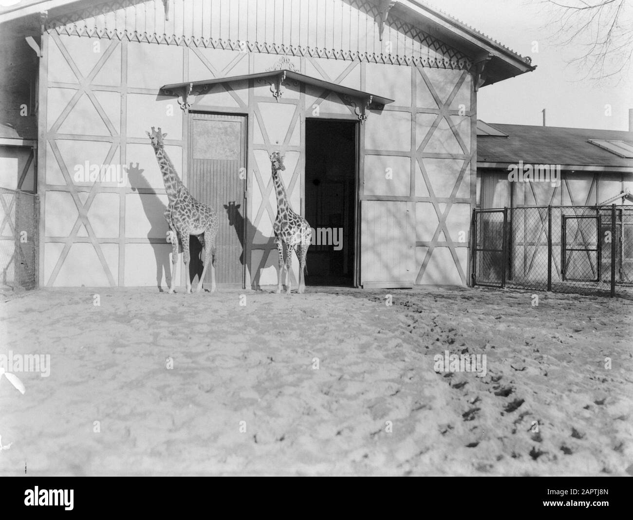 Animals of Artis The giraffenverbljif in Artis Date: 1933 Location