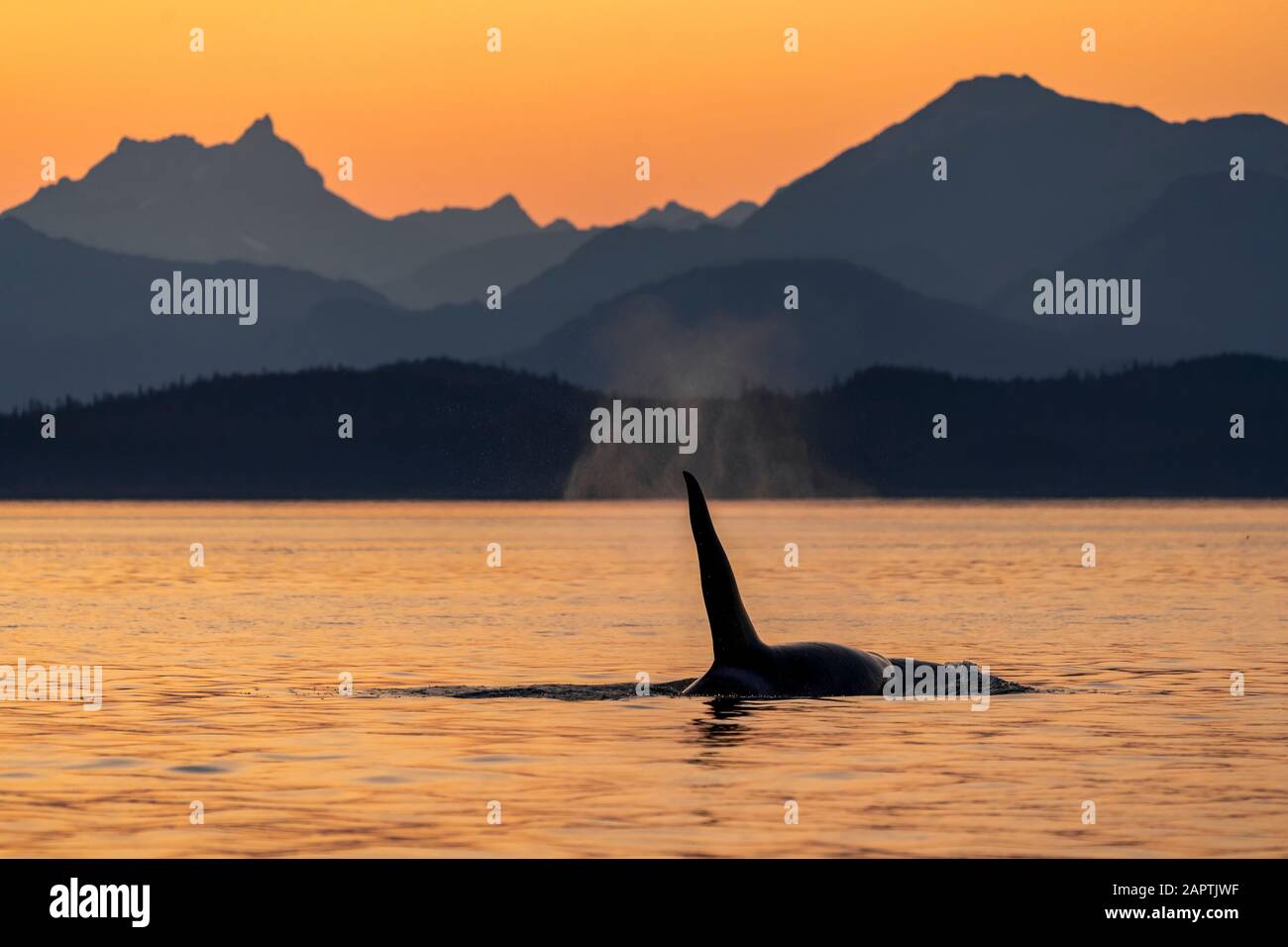 killer-whale-orcinus-orca-surfacing-beside-the-chilkat-mountains-at