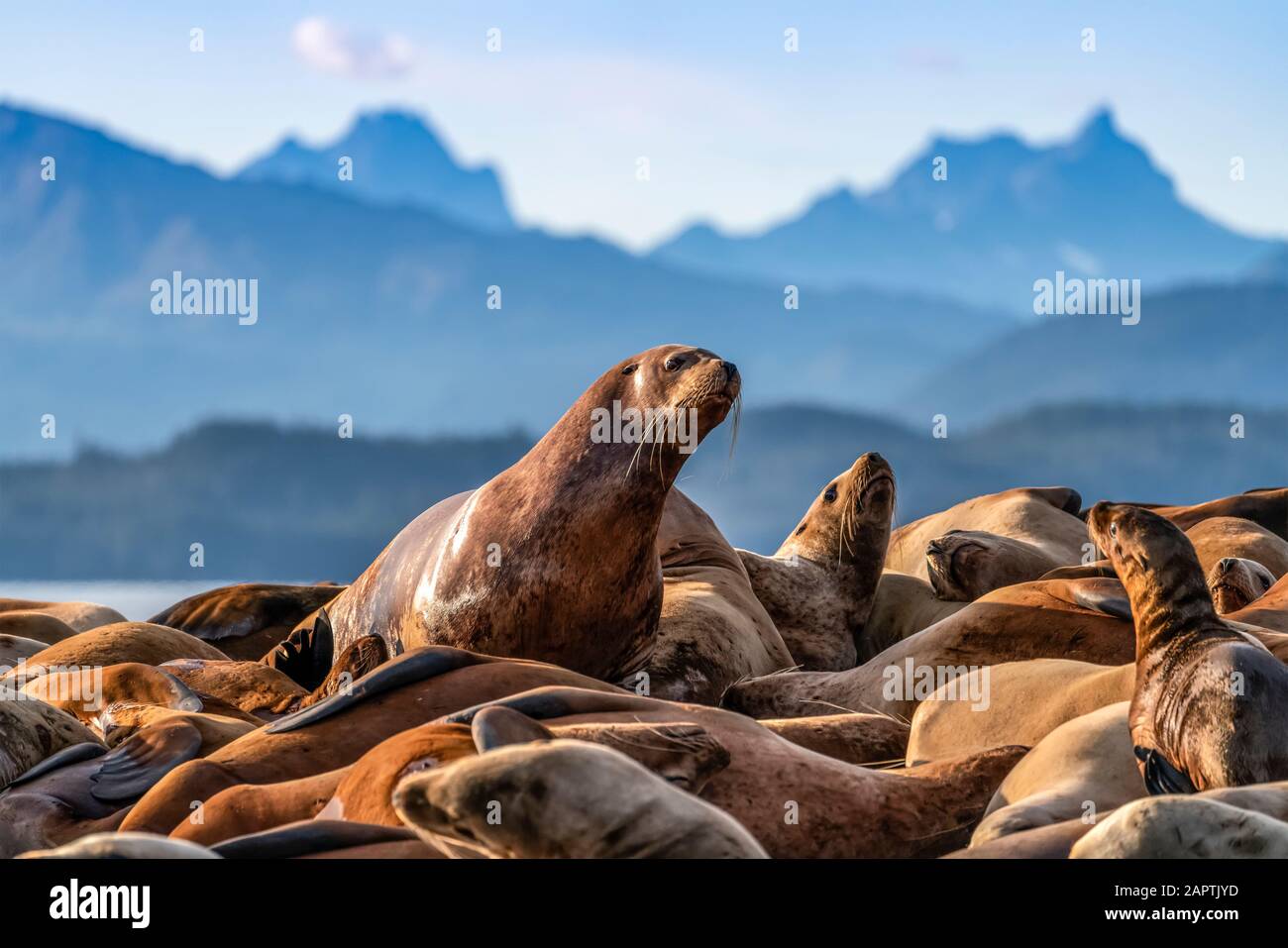 Steller sea lions (Eumetopias jubatus) on haulout, Inside Passage, Lynn Canal, Southeast Alaska; Alaska, United States of America Stock Photo