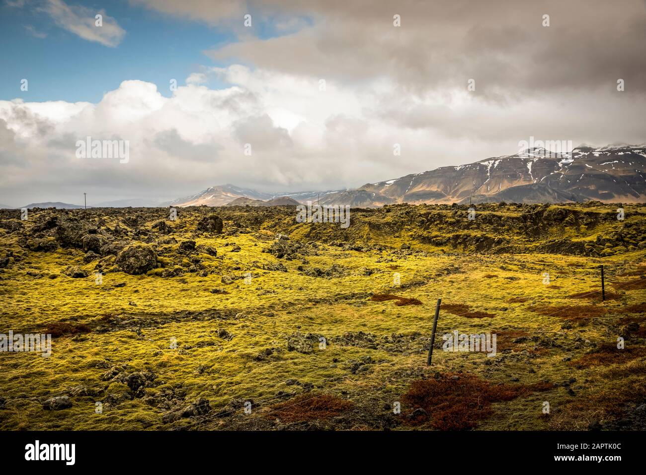 Lava fields with moss covering volcanic rock; Iceland Stock Photo