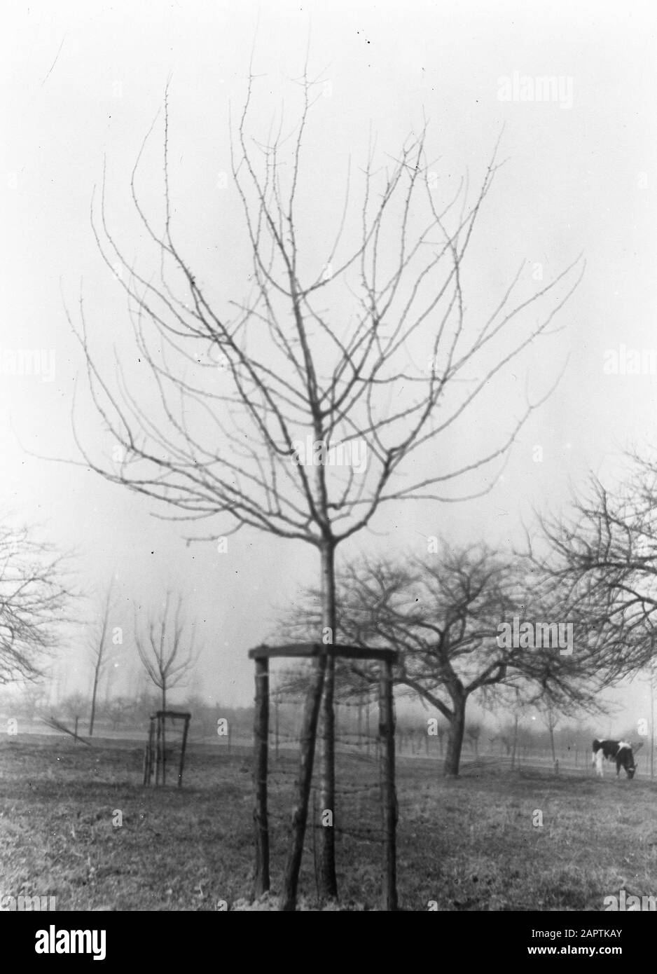 The cultivation of christmas trees