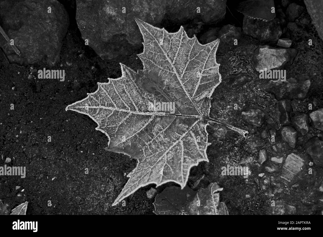 Frost covered leaf in black and white Stock Photo