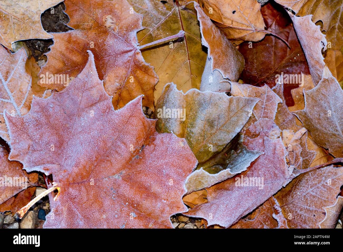 Collection of colorful autumn leaves Stock Photo