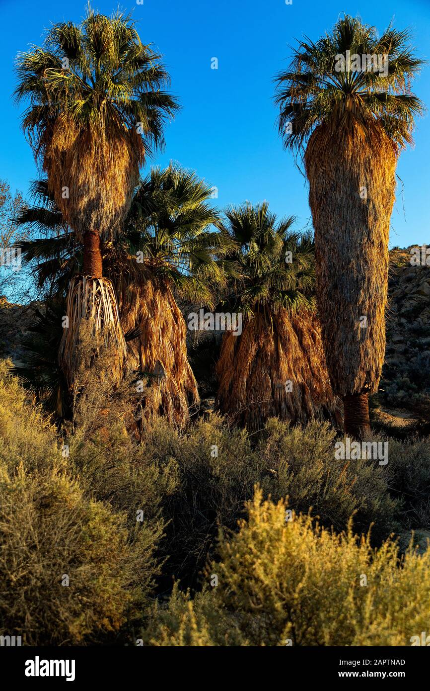 Joshua Tree National Park California USA. Cottonwood Spring fan palm oasis Stock Photo Alamy