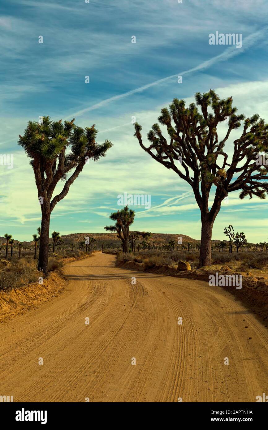 Joshua Tree National Park California USA. Joshua tree, Yucca palm, or Tree yucca (Yucca brevifolia). Stock Photo