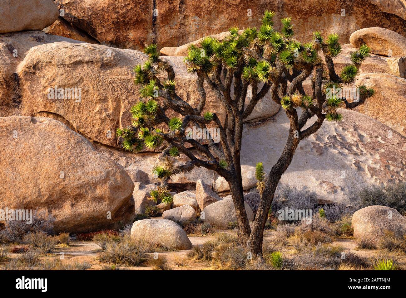 Joshua Tree National Park California USA. Joshua tree, Yucca palm, or Tree yucca (Yucca brevifolia). Stock Photo