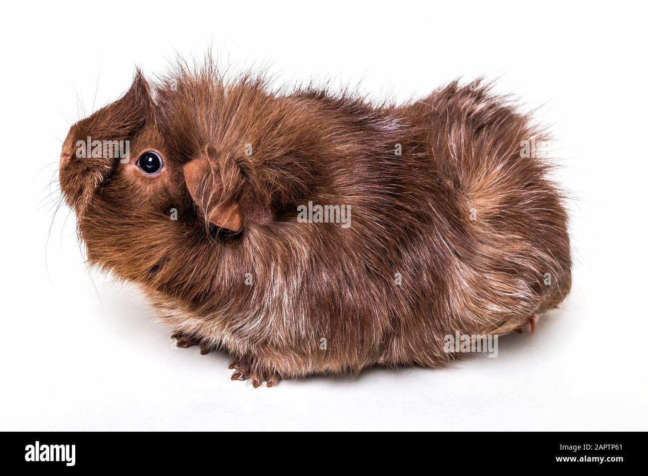 Mini yak cheap guinea pig