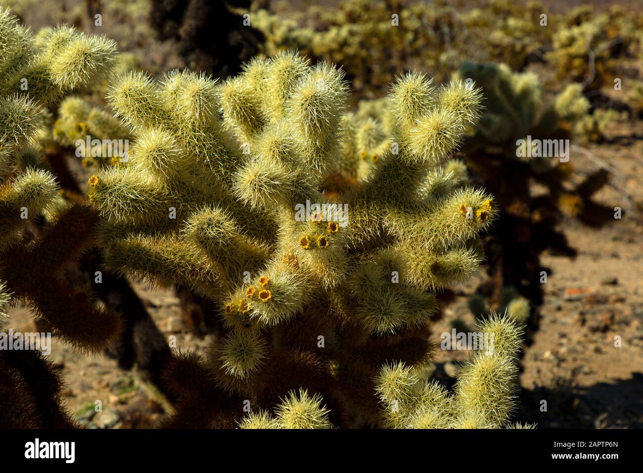 Joshua Tree National Park California USA. Cholla Cactus Garden. Stock Photo