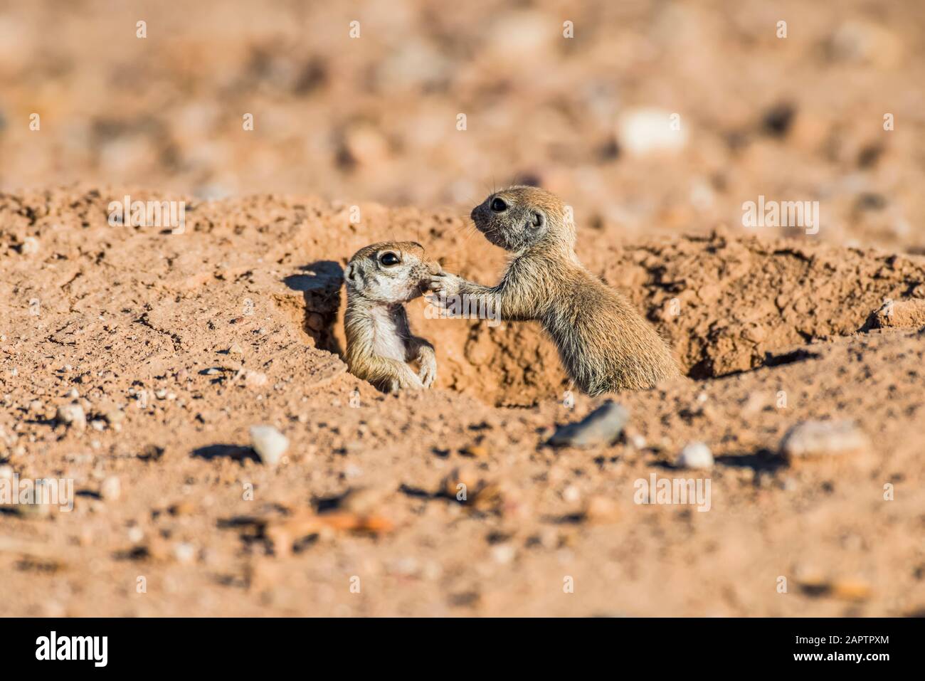 Two Round-tailed Ground Squirrel pups (Xerospermophilus tereticadus) at