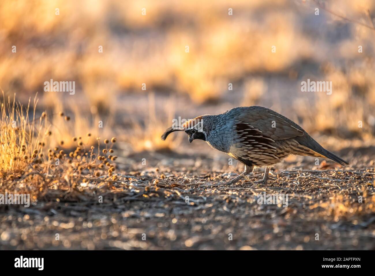 Male Gambel's Quail (Callipepla gamibelli) showing two head plumes searching for food on ground; Casa Grande, Arizona, United States of America Stock Photo