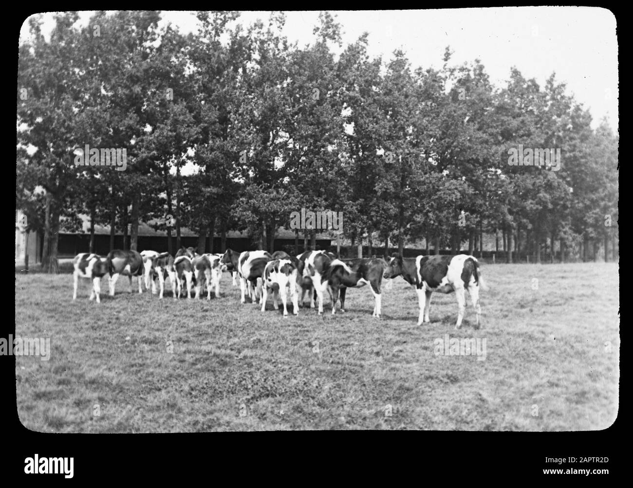 1970s dairy cattle Black and White Stock Photos & Images - Alamy
