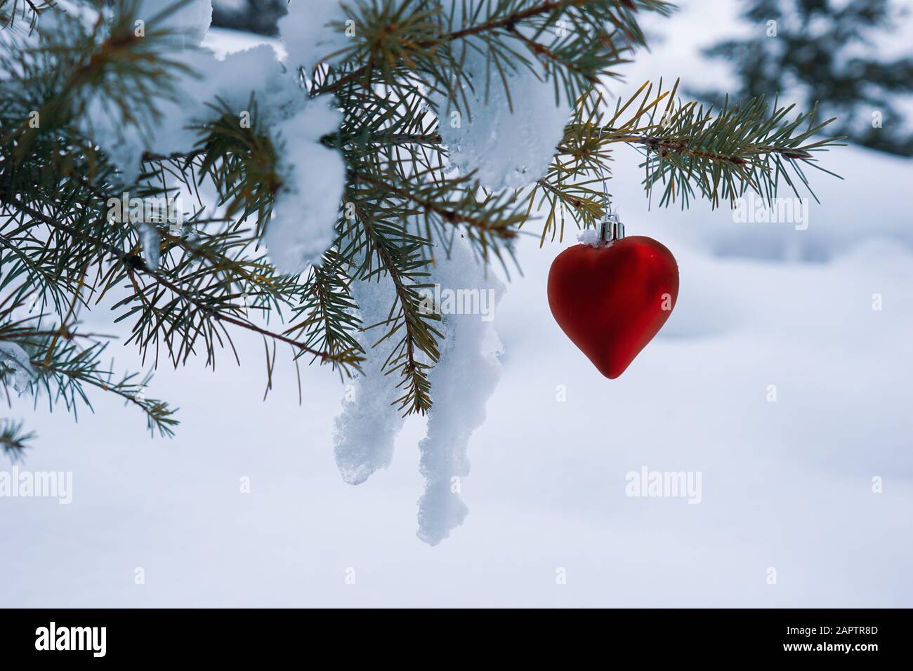 Red heart shaped Christmas ornament hangs on the branch of a snow covered evergreen tree Stock Photo