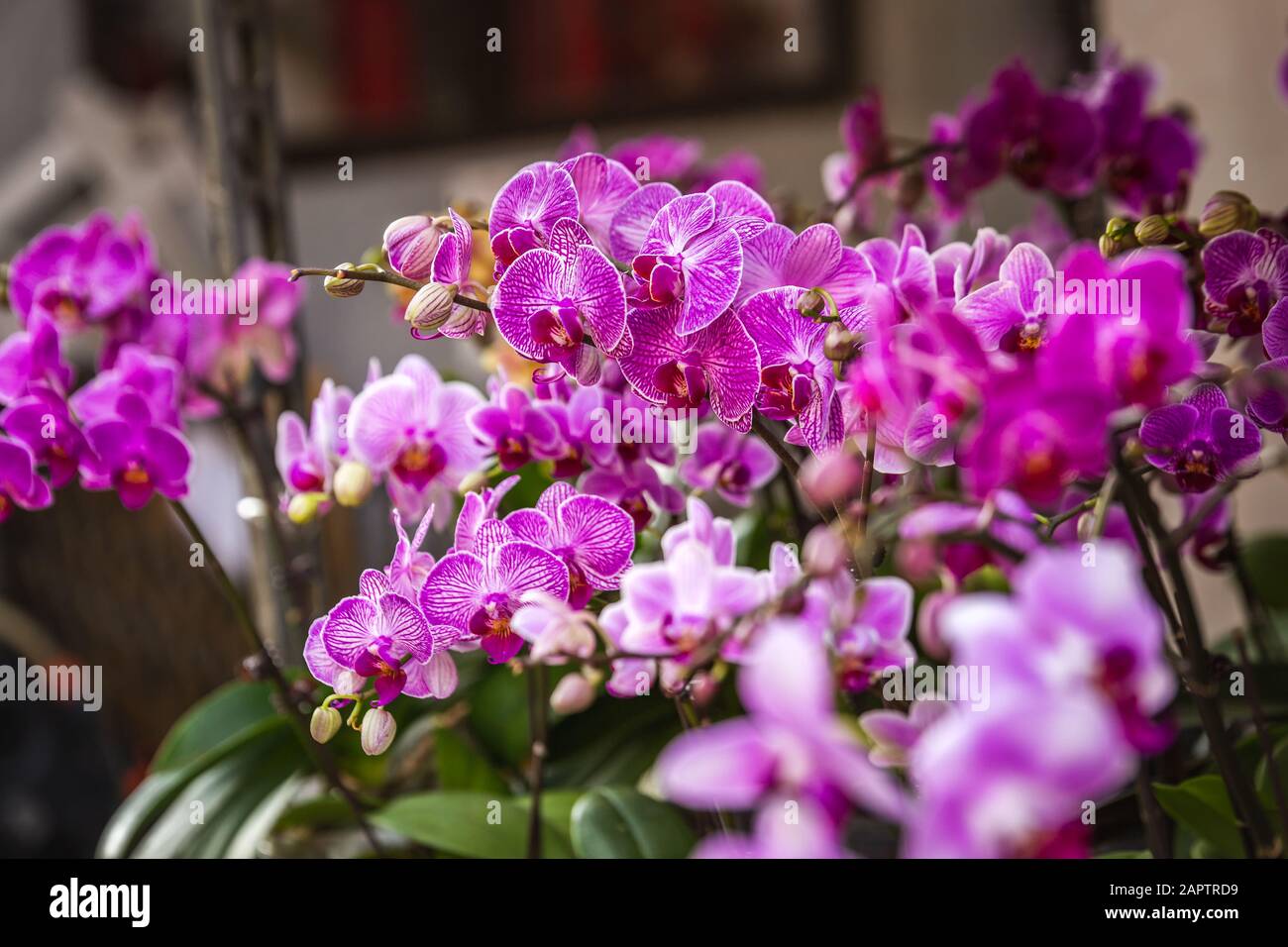Bouquets of flowers at the Hong Kong Flower market Stock Photo Alamy