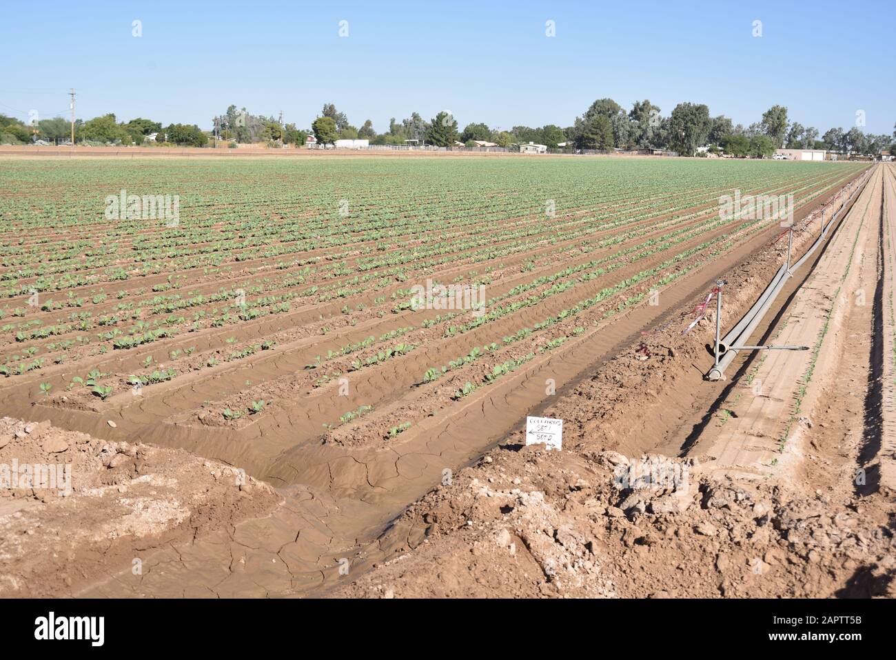 Arizona collard greens field Stock Photo Alamy