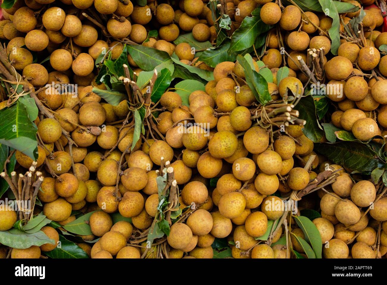 Dimocarpus longan hi-res stock photography and images - Alamy