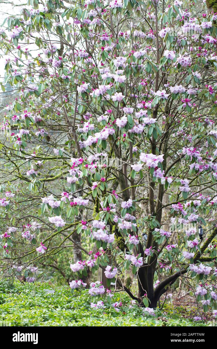 Rhododendron ririei blooming in January in Eugene, Oregon, USA. Stock Photo
