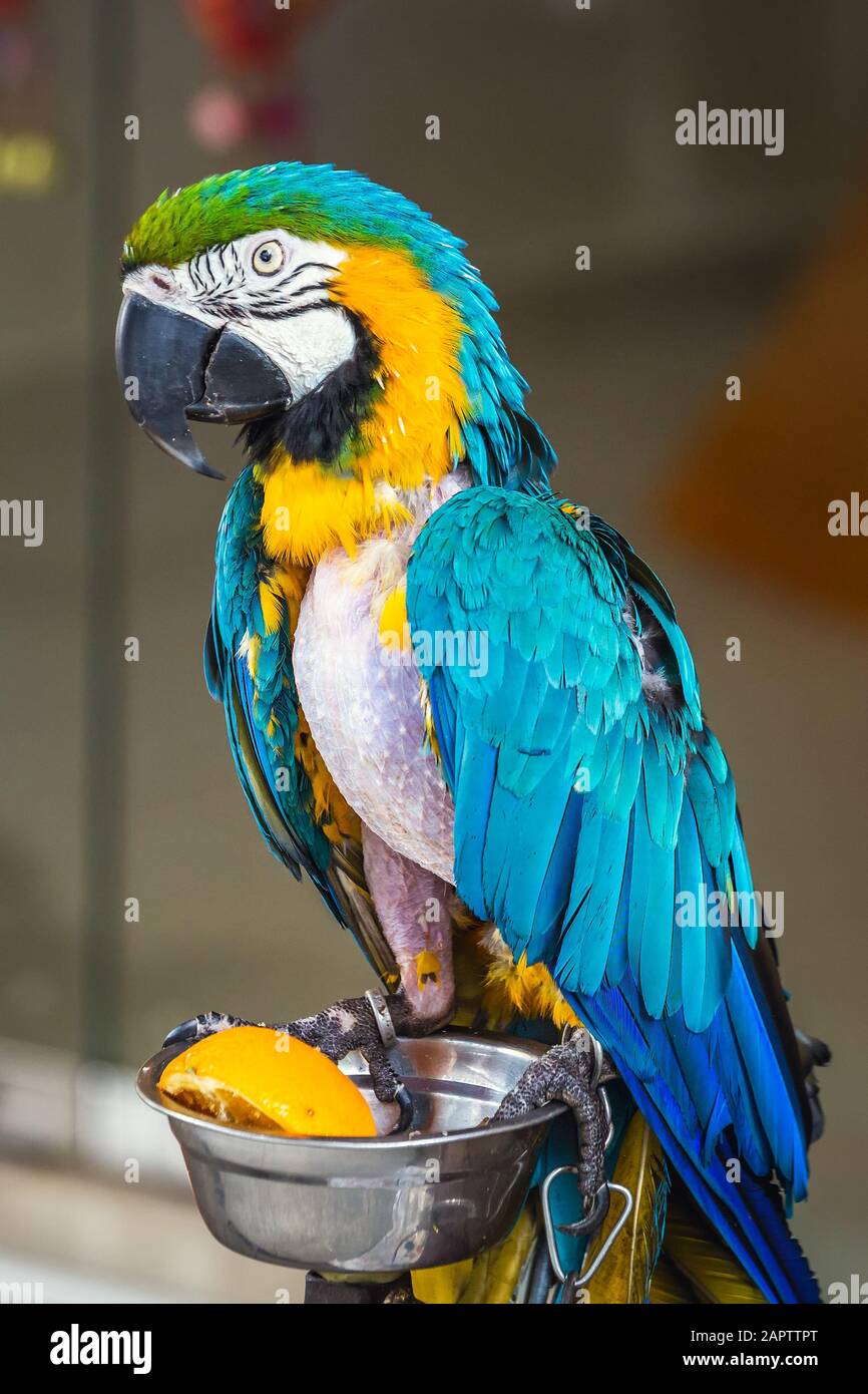 Closeup of a big and colorful Ara Macaw parrot Stock Photo - Alamy