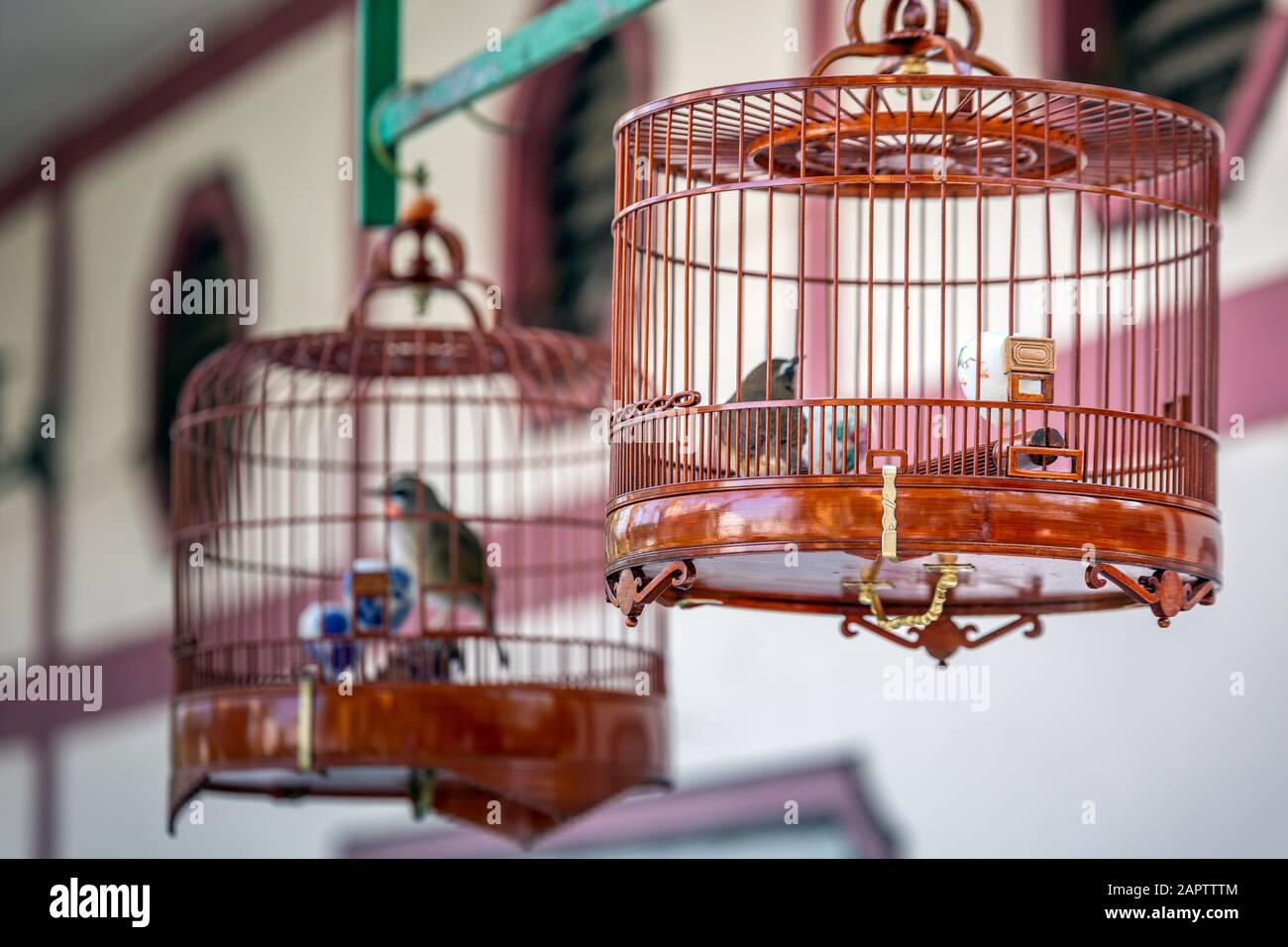 Birds in cages for sale at Birds market, Kowloon Hong Kong, popular