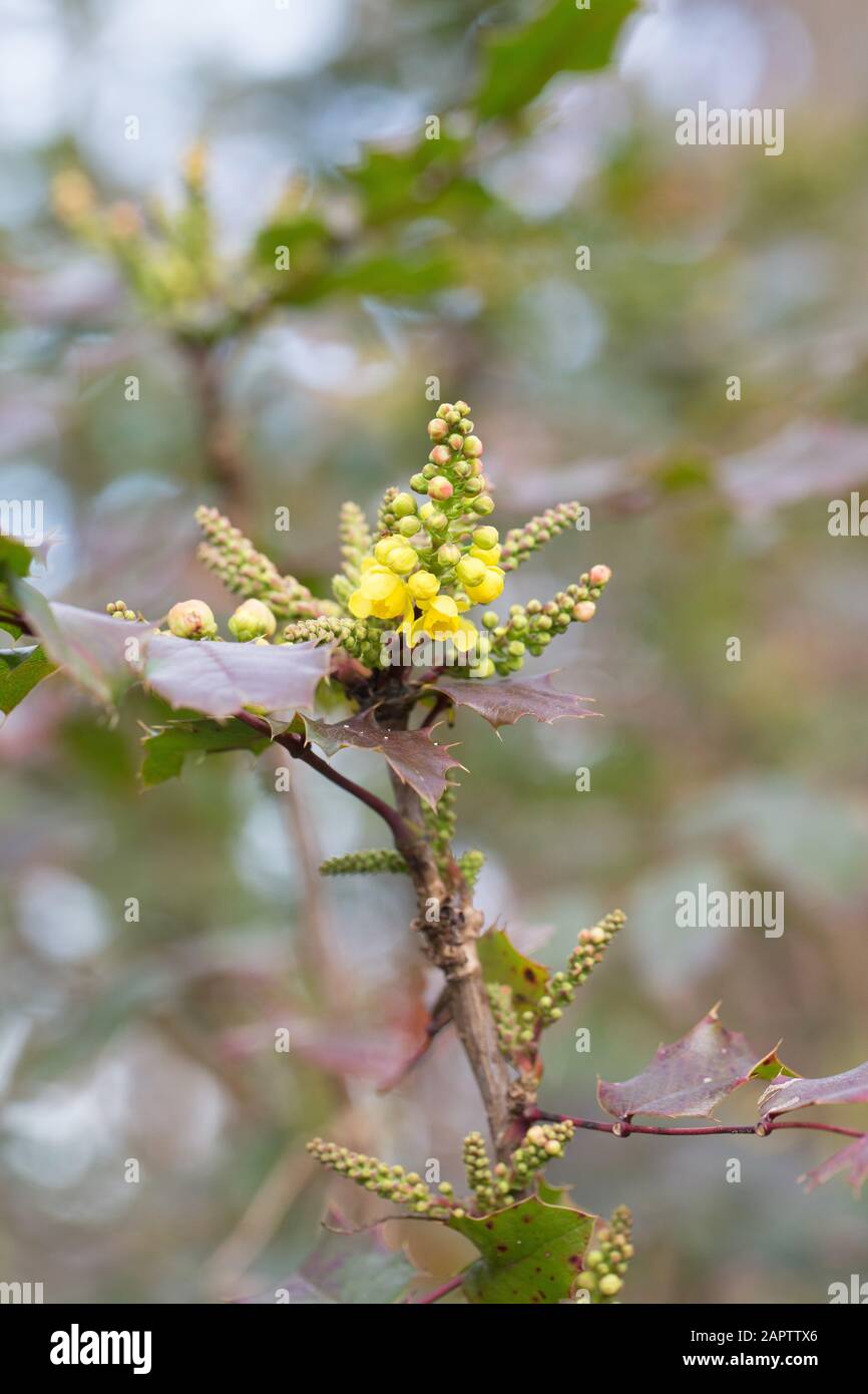 Mahonia aquifolium also known as Oregon Grape plant, growing in winter